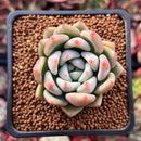 Echeveria 'Matilda' 1" Powdery Succulent Plant