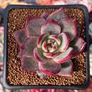 Echeveria 'Purple Shot' 2" Succulent Plant