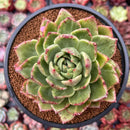 Echeveria Agavoides 'Jillian' Variegated 4" Succulent Plant