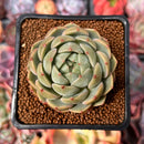 Echeveria 'Timothy' 2" Succulent Plant