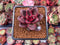 Echeveria Agavoides 'Pine Rose' 1" Succulent Plant