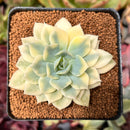 Echeveria 'Fun Queen' Variegated 2"-3" Succulent Plant