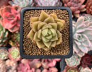Echeveria Agavoides 'Latte' 2” Succulent Plant