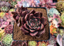 Echeveria Agavoides 'Bronze Beauty' 2" Succulent Plant