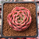 Echeveria 'Snow Angel' 1"-2" Succulent Plant