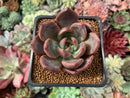 Echeveria 'Sharman' 2" Succulent Plant