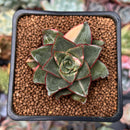 Echeveria 'Monocerotis' Variegated 2" Succulent Plant