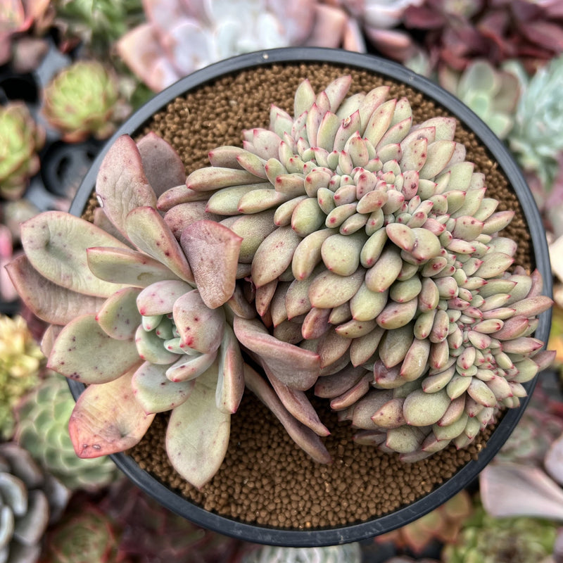 Echeveria 'Ariel' Crested 4