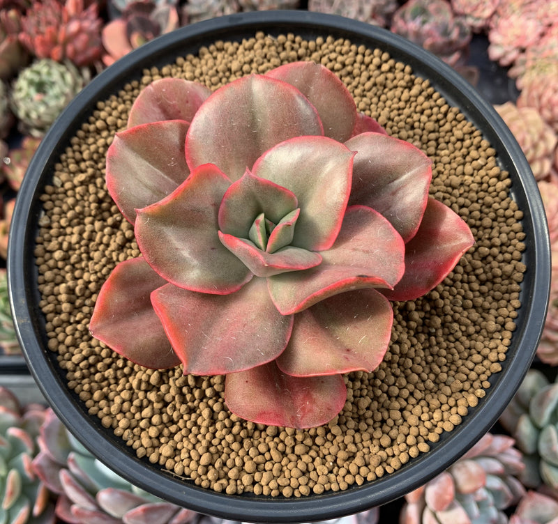 go succulents Echeveria 'Minigosaong' Variegated 4" Large Succulent Plant