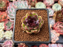 Echeveria Agavoides 'Black Rose' 1"-2" Succulent Plant