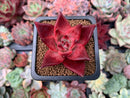Echeveria Agavoides 'Red Plum' 1" Succulent Plant