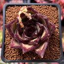 Echeveria Agavoides 'Ebony' Superclone 2" Cluster Succulent Plant