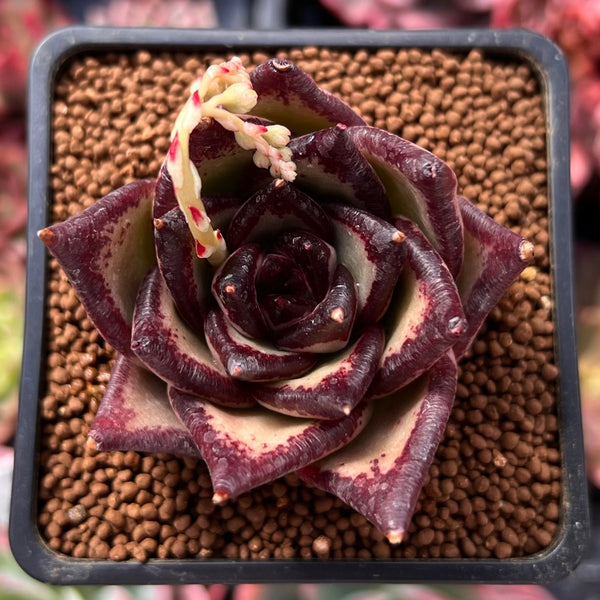 Echeveria Agavoides 'Ebony' Superclone 2" Cluster Succulent Plant