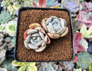Echeveria 'Snow Shower' 2" Cluster Succulent Plant