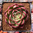 Echeveria 'Marshmallow' 3" Succulent Plant
