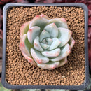 Echeveria 'Colorata' Powdery 1" Succulent Plant