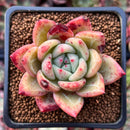 Echeveria 'Orange Champaign' 2" Succulent Plant