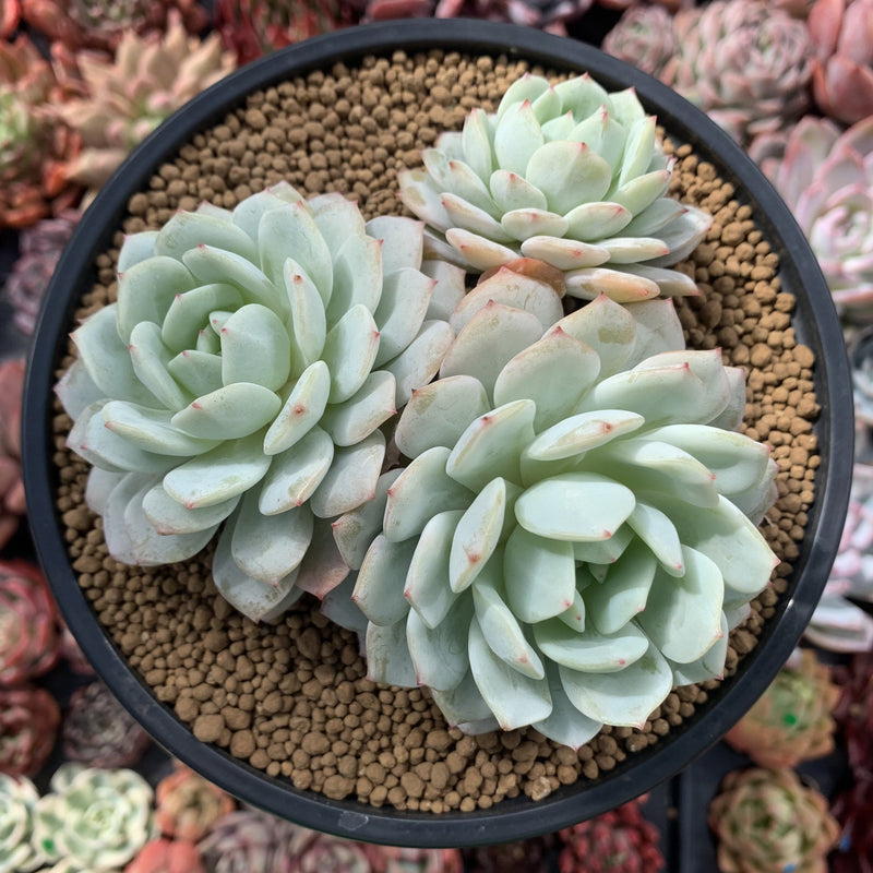 succulent berry Echeveria 'Berry pink' 4"-5" Cluster Succulent Plant – True Succulents  Plant Co