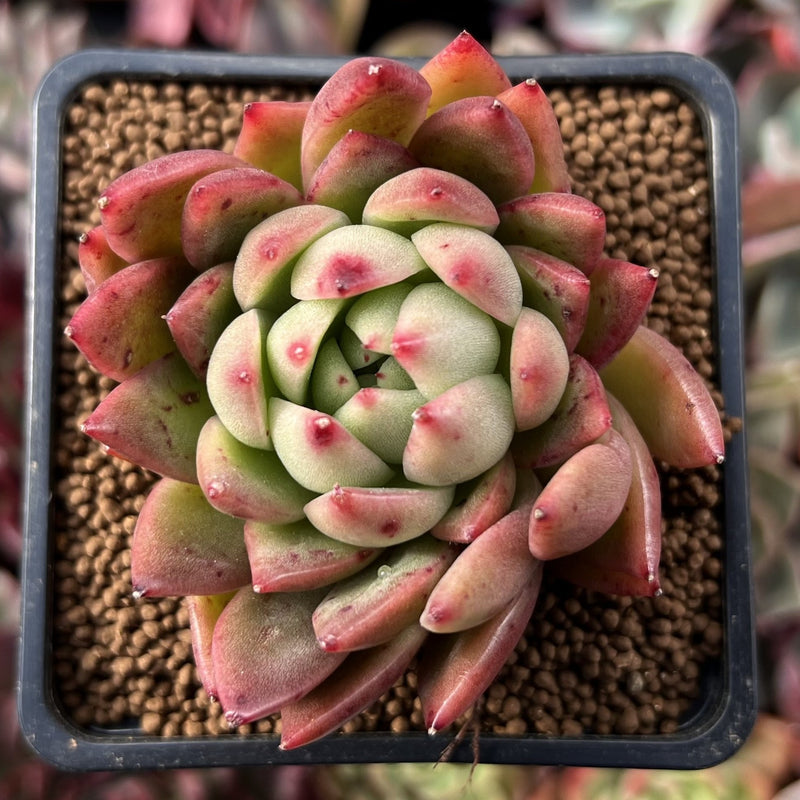 Echeveria Agavoides 'Water Lily' 2
