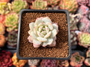 Echeveria 'Derlu' 1" Succulent Plant