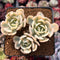 Echeveria Runyonii Variegated (Aka Echeveria 'Akaihosi' Variegated) 2" Cluster Succulent Plant