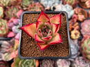 Echeveria Agavoides 'Ebony' Hybrid 2" Succulent Plant