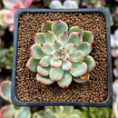 Echeveria 'Cherry Blossom' 1" Succulent Plant