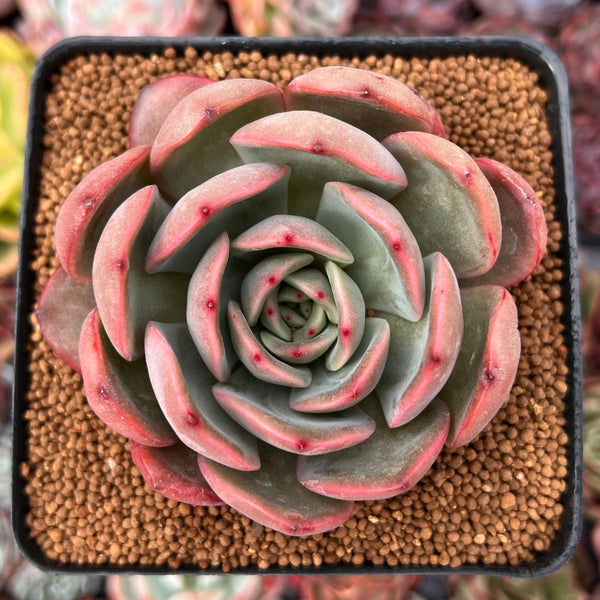 Echeveria 'Glam Pink' 3" Succulent Plant