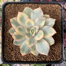 Echeveria 'Esther' Variegated 2"-3" Succulent Plant