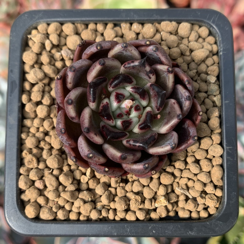 black tipped succulent Echeveria Agavoides 'Black Tip' 2" Succulent Plant – True Succulents Plant Co