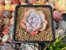 Echeveria 'Orange Monroe' 1" Succulent Plant