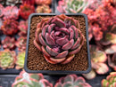 Echeveria 'Black Queen' Round-Leaf 2" Succulent Plant