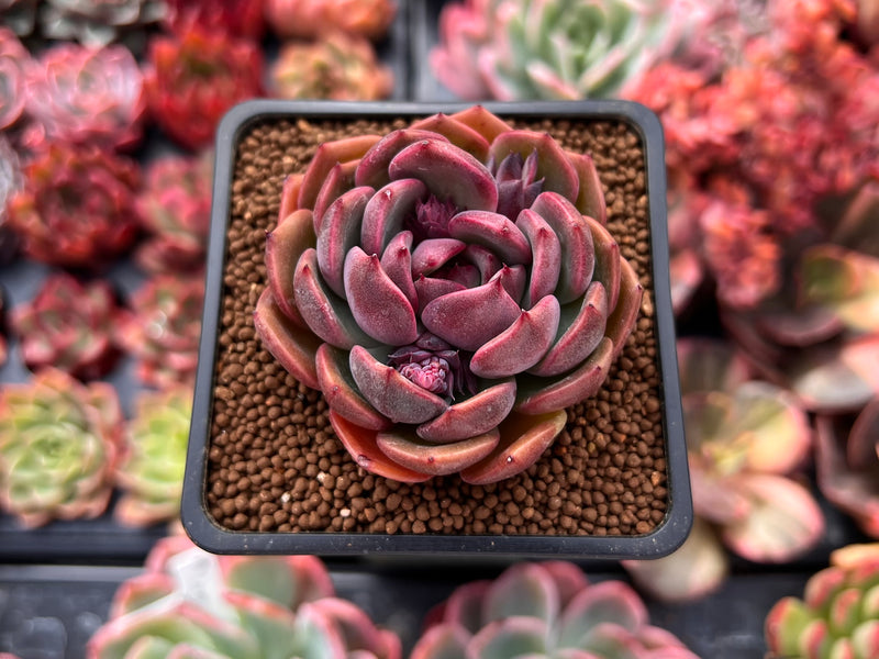 Echeveria 'Black Queen' Round-Leaf 2