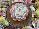 Echeveria 'Hosikage' 3" Succulent Plant