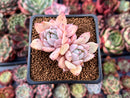 Echeveria 'Larega' 1" Cluster Succulent Plant
