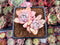 Echeveria 'Larega' 1" Cluster Succulent Plant