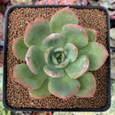 Echeveria 'Red Glow' 3" Succulent Plant