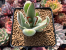 Kalanchoe 'Tomentosa' 3" Cutting Succulent Plant
