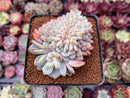 Echeveria 'Orange Monroe' Crested 3" Powdery Succulent Plant