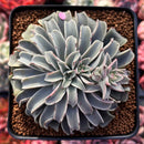 Echeveria 'Fantastic Fountain' 3" Succulent Plant