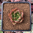 Echeveria Agavoides Hybrid 1"-2" Succulent Plant