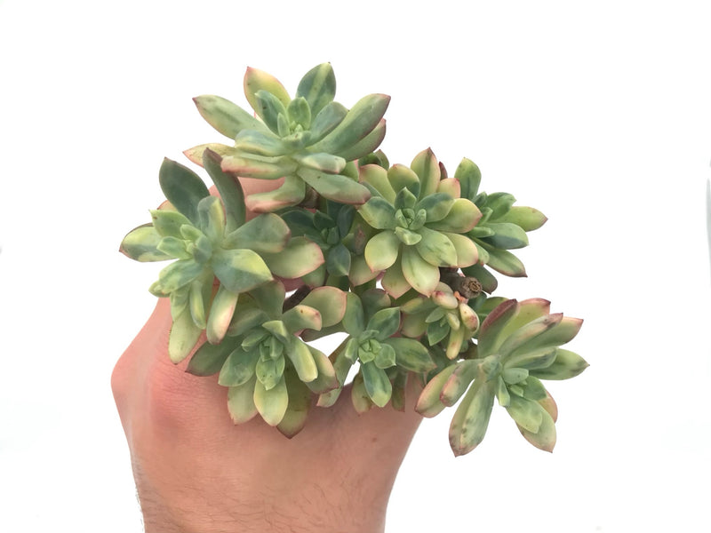 Echeveria ‘Minibelle’ Variegated Cluster 4" Rare Succulent Plant