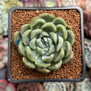 Echeveria 'Bahamas' 2" Air Magic Hybrid Succulent Plant