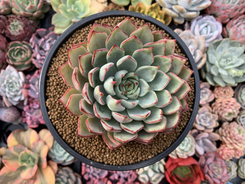 very large succulents Echeveria 'Strictiflora Nova' 5" Very Large Succulent Plant