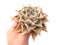 Echeveria 'Madiba' Large Specimen 4"-5” Rare Succulent Plant