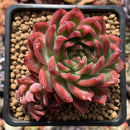Echeveria Agavoides 'Angela Star' 3" Succulent Plant