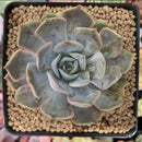Echeveria 'Fiona' Mutated/Variegated 2"-3" Succulent Plant