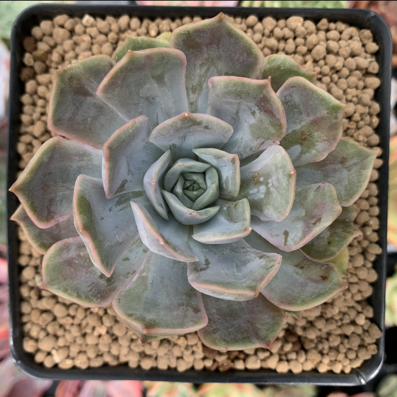 succulent mutation Echeveria 'Fiona' Mutated/Variegated 2"-3" Succulent Plant – True Succulents Plant Co
