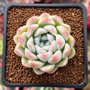 Echeveria 'Snowmint' 2" New Hybrid Succulent Plant