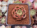 Echeveria 'Monello' 1" Succulent Plant